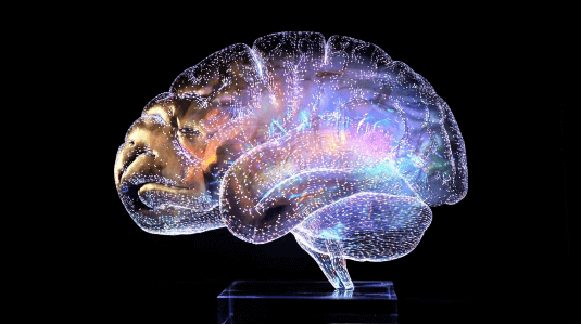 rendering of brain