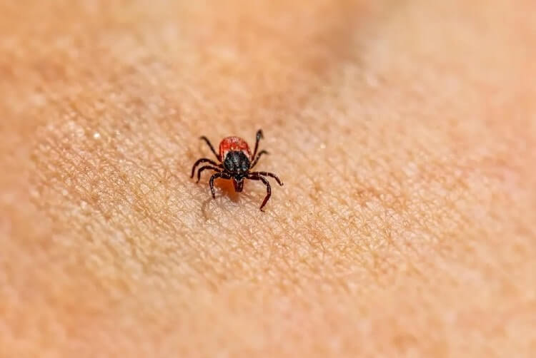 picture of a tick
