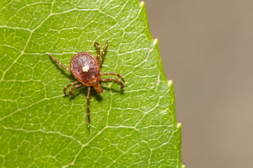 tick on a leaf