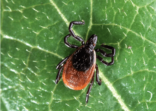 tick
