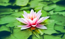Water lily. Finding Your Way Through Spiritual Wellness - Stamford Health Blog 