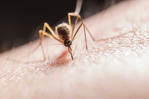 Mosquito on Skin