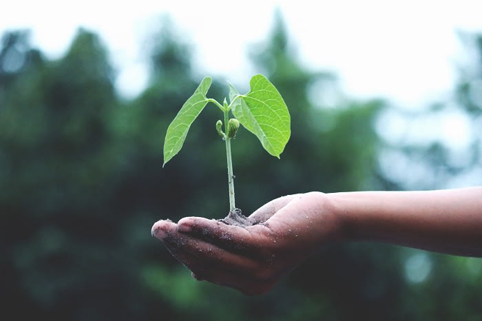 Hand holding seedlings. Health benefits of seed cycling